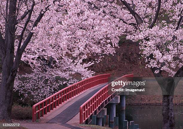 I have wanted this for so long, make the track look like this, and cherry blossom trees on the sidelines.